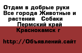 Отдам в добрые руки  - Все города Животные и растения » Собаки   . Пермский край,Краснокамск г.